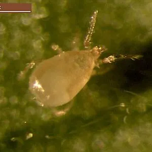 thumbnail for publication: Cucumeris Mite (Suggested Common Name) Neoseiulus cucumeris (Oudemans) (Arachnida: Mesostigmata: Phytoseiidae)